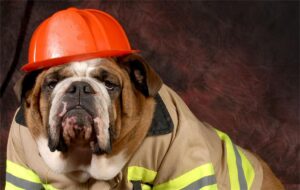 Pet Fire Safety: How to Protect Your Furry Friends During Emergencies