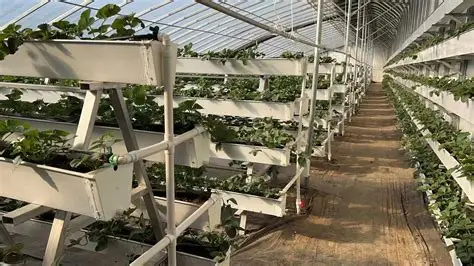 AgriTech in the Philippines: Local Innovations Making an Impact